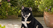 Balou participe au concours pour gagner de l'argent avec cette photo : puppy, dog, shiba_inu, black_and_tan, sitting, outdoor, plants, flowers, potted_plant, patio, sunlight, greenery, nature, cute, young_dog, fur, pet, calm, garden, animal