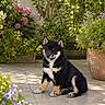 animal, black_and_tan, calm, cute, dog, flowers, fur, garden, greenery, nature, outdoor, patio, pet, plants, potted_plant, puppy, shiba_inu, sitting, sunlight, young_dog