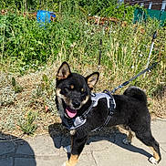 Balou participe au concours pour gagner de l'argent avec cette photo : dog, puppy, shiba_inu, black_tan, harness, leash, sidewalk, garden, plants, greenery, blue_barrel, sunny, outdoor, happy, tongue_out, pet, animal, walking, daytime, cute