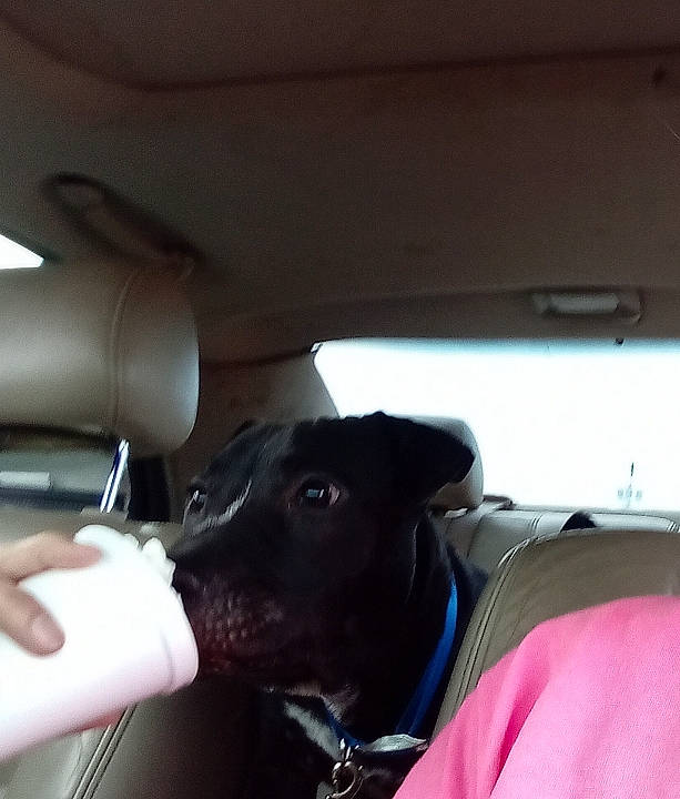 Dorkie Darko joined the competition — help win amazing prizes! auto_part, automotive_exterior, automotive_mirror, automotive_window_part, car, car_seat, carnivore, collar, companion_dog, dog, dog_breed, dog_collar, head_restraint, personal_luxury_car, seat_belt, steering_wheel, vehicle, vehicle_door, window, windshield