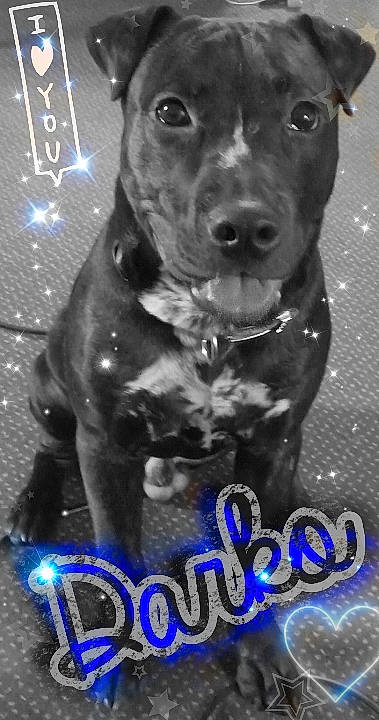 Dorkie Darko joined the competition — help win amazing prizes! black, blue, canidae, carnivore, collar, companion_dog, dog, dog_breed, dog_collar, electric_blue, font, fur, guard_dog, liver, monochrome_photography, photo_caption, snout, sporting_group, whiskers, working_animal