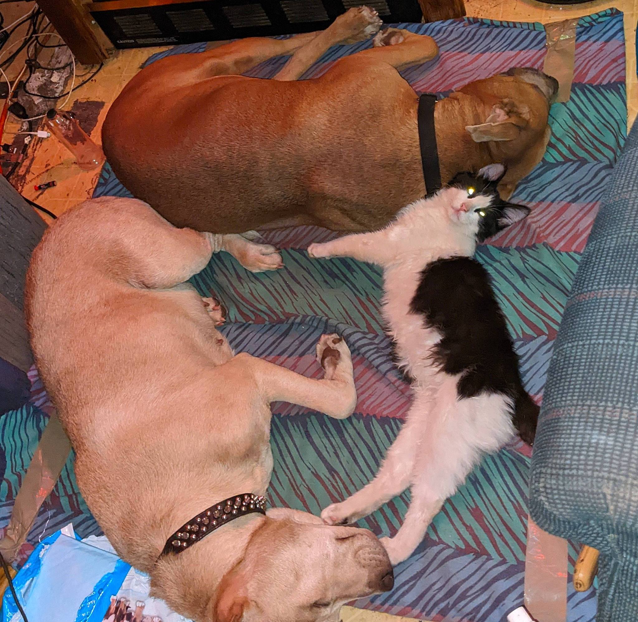 Kitten joined the competition — help win amazing prizes! canidae, carnivore, collar, comfort, companion_dog, dog, dog_breed, dog_supply, fawn, foot, fur, lap, non_sporting_group, pattern, paw, pet_supply, snout, sporting_group, working_animal, wrist