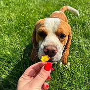 Volt a rejoint le concours — aidez-le/la à gagner de superbes lots ! animal, beagle, close_up, cute, daylight, dog, field, flower, grass, green_grass, hand, nature, outdoor, pet, playful, red_nails, sniffing, summer, sunny, yellow_flower