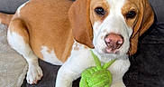 Volt participe au concours pour gagner de l'argent avec cette photo : dog, beagle, puppy, toy, green_toy, couch, pet, animal, brown_and_white, sitting, indoor, fur, cute, pet_toy, relaxed, looking_at_camera, ears, nose, paw, blanket