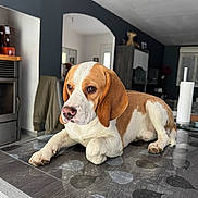 Volt a rejoint le concours — aidez-le/la à gagner de superbes lots ! dog, beagle, pet, indoor, table, kitchen, brown_and_white, animal, domestic_animal, floor, furniture, paper_towel, home, relaxed, cute, ears, snout, paws, looking_away, resting