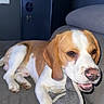 Volt participe au concours pour gagner de l'argent avec cette photo : dog, beagle, pet, indoor, couch, blanket, playful, brown, white, paw, canine, animal, relaxed, fur, mouth, snout, ears, comfort, home, resting