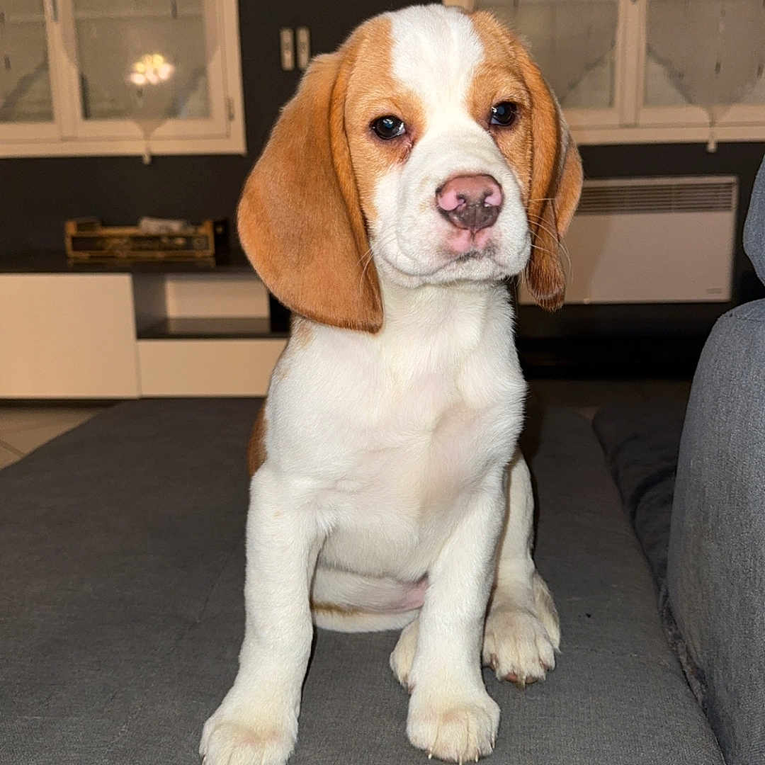 Volt a rejoint le concours — aidez-le/la à gagner de superbes lots ! beagle, puppy, dog, pet, sitting, indoor, couch, gray_couch, ears, cute, animal, canine, young_dog, fur, white, brown, nose, eyes, living_room, window