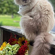 Zima joined the competition — help win amazing prizes! cat, fluffy, tail, flower_pot, sunflowers, red_flowers, wooden_railing, outdoor, greenery, nature, pet, animal, feline, portrait, sitting, close_up, daylight, garden, rustic, colorful