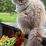 cat, fluffy, tail, flower_pot, sunflowers, red_flowers, wooden_railing, outdoor, greenery, nature, pet, animal, feline, portrait, sitting, close_up, daylight, garden, rustic, colorful
