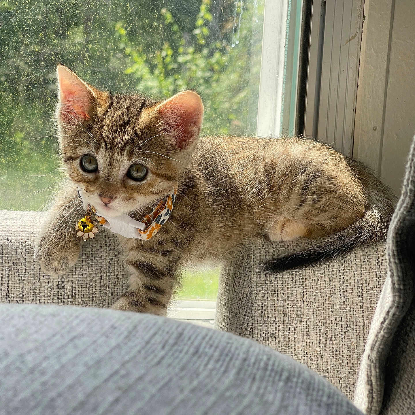 Pip is registered to the contest to win money with this photo: abyssinian, accessories, animal, architecture, armchair, building, cat, chair, couch, cushion, furniture, homedecor, indoors, kitten, linen, livingroom, manx, pet, room, window