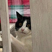 Zerburt is registered to the contest to win money with this photo: animal, background, black_and_white, blanket, cat, chair, closeup, curious, eyes, feline, fur, indoor, nose, peeking, pet, plaid, quiet, soft_light, whiskers, wood