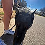 Dakota is registered to the contest to win money with this photo: black_dog, blue_sky, daytime, dog, leash, legs, lens_flare, nature, outdoor, pavement, person, pet, shadow, sidewalk, sky, sneakers, street, sunlight, tree, walking
