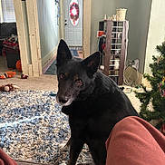 Dakota joined the competition — help win amazing prizes! black_dog, carpet, christmas_tree, couch, cozy, curious, decor, dog, door, floor, furniture, home, indoor, living_room, person_leg, pet, rug, sitting, toy, window