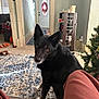 black_dog, carpet, christmas_tree, couch, cozy, curious, decor, dog, door, floor, furniture, home, indoor, living_room, person_leg, pet, rug, sitting, toy, window