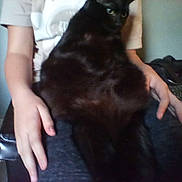 Brody joined the competition — help win amazing prizes! animal, black_cat, blurred, cat, closeup, clothing, domestic_animal, feline, furry, hands, holding, human, indoor, lap, pants, person, pet, resting, shirt, sitting