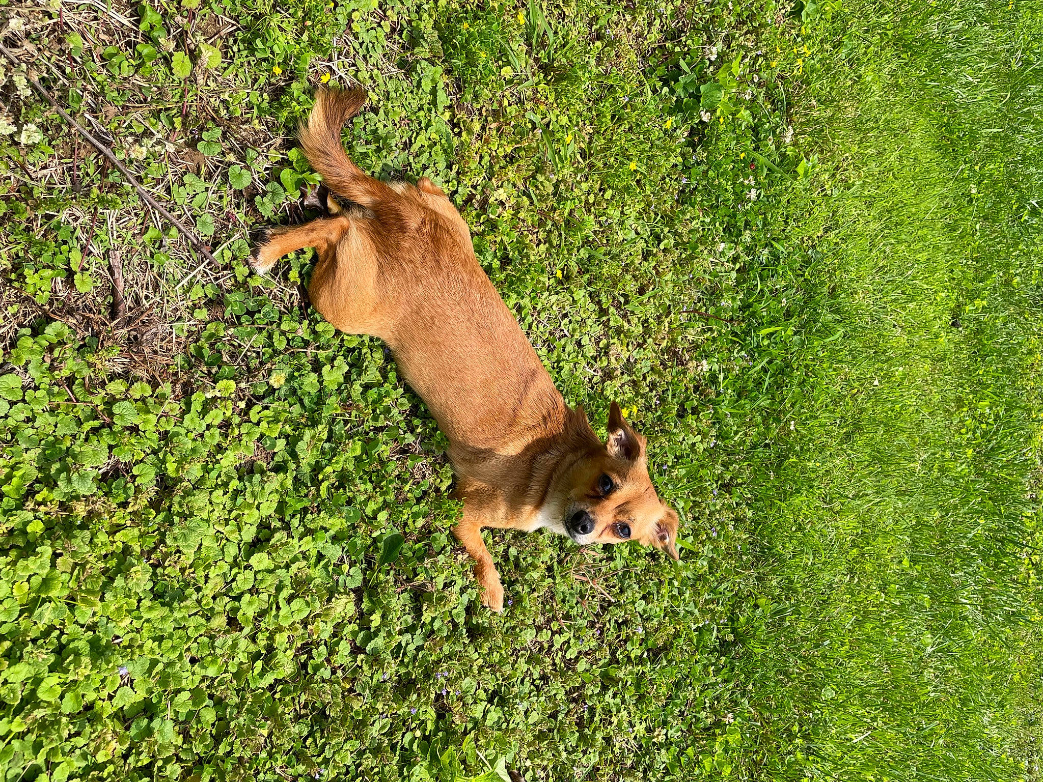 Turbo is registered to the contest to win money with this photo: antelope, deer, dog_breed, fawn, field, grass, grass_family, grassland, grazing, groundcover, lawn, meadow, natural_landscape, pasture, people_in_nature, plant, prairie, tail, terrestrial_animal, working_animal