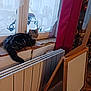 cat, tabby_cat, windowsill, radiator, curtains, window, easel, indoor, daylight, home, furniture, wood, art, cozy, pet, animal, resting, curtain_pattern, decor, relaxation