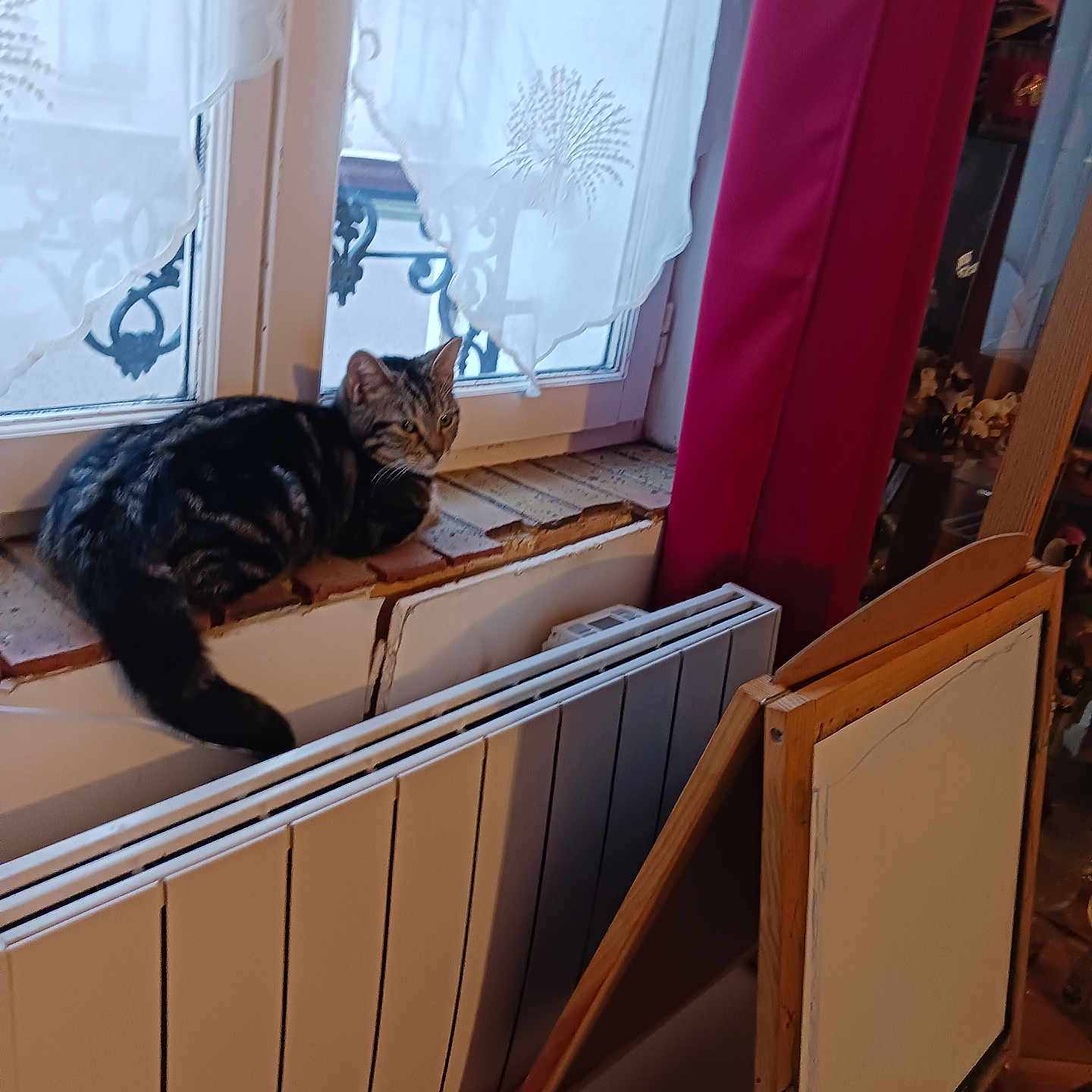 Bella participe au concours pour gagner de l'argent avec cette photo : animal, art, cat, cozy, curtain_pattern, curtains, daylight, decor, easel, furniture, home, indoor, pet, radiator, relaxation, resting, tabby_cat, window, windowsill, wood