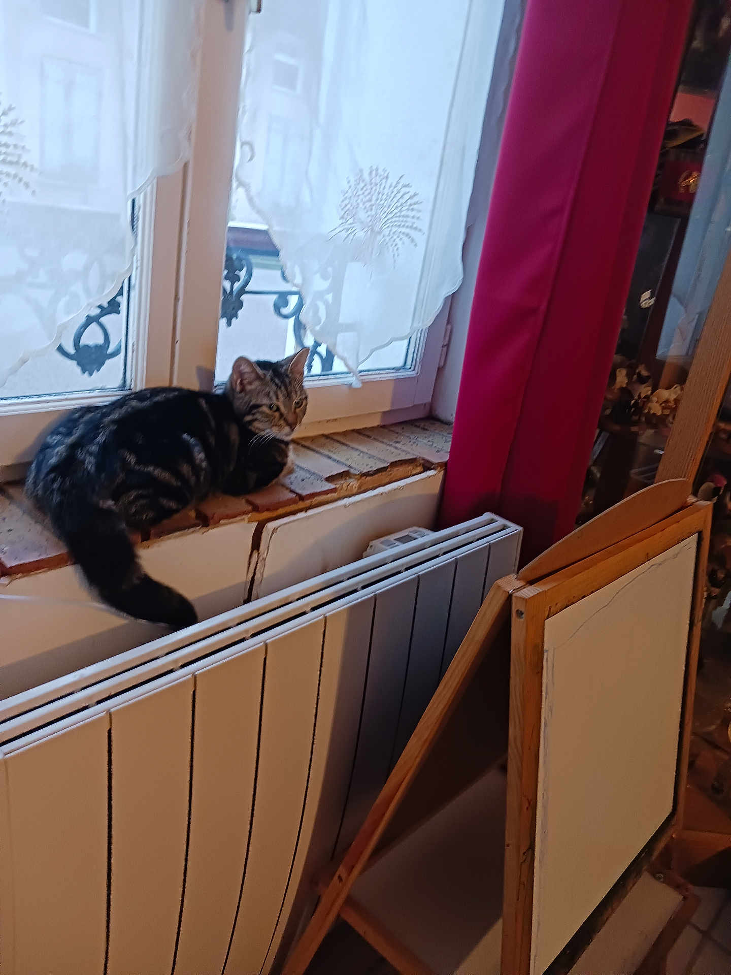 Bella participe au concours pour gagner de l'argent avec cette photo : cat, tabby_cat, windowsill, radiator, curtains, window, easel, indoor, daylight, home, furniture, wood, art, cozy, pet, animal, resting, curtain_pattern, decor, relaxation