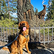 Meeks joined the competition — help win amazing prizes! golden_retriever, dog, animal, pet, outdoor, sunlight, stone, fence, leash, wood_sculpture, deer_sculpture, trees, forest, nature, happy, tongue_out, daylight, smiling, park, background