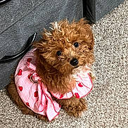 Precious joined the competition — help win amazing prizes! adorable, black_nose, brown_fur, carpet, companion_animal, couch, curly_fur, cute, dark_eyes, dog, fluffy, heart_pattern, home, indoor, pet_clothing, pink_dress, portrait, puppy, sitting, small_dog