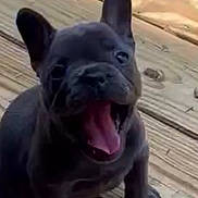 Chloe is registered to the contest to win money with this photo: dog, puppy, french_bulldog, black_dog, pet, animal, canine, outdoor, wooden_deck, tongue, mouth_open, sitting, cute, young_dog, fur, ears, paw, close_up, daylight, nature