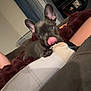 Chloe is registered to the contest to win money with this photo: dog, pet, tongue, licking, ears, blanket, couch, leg, indoor, cozy, brown, fur, playful, animal, canine, home, relaxing, person, paw, comfort