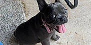 Chloe is registered to the contest to win money with this photo: dog, puppy, french_bulldog, blue_eyes, pink_collar, tongue_out, sitting, carpet, concrete_floor, pet, cute, animal, indoor, small_dog, looking_up, happy, playful, ears_up, short_hair, companion