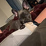 Chloe is registered to the contest to win money with this photo: french_bulldog, puppy, dog, chewing, couch, blanket, indoor, person, leg, cozy, pet, brown, fur, ears, cute, playful, animal, home, relaxing, companion