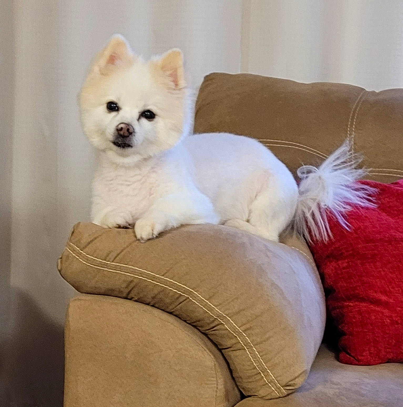 Belle is registered to the contest to win money with this photo: ancient_dog_breeds, canidae, carnivore, comfort, companion_dog, couch, dog, dog_breed, fawn, felidae, fur, non_sporting_group, paw, small_to_medium_sized_cats, tail, terrestrial_animal, whiskers, working_animal