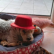 Rigolotte a rejoint le concours — aidez-le/la à gagner de superbes lots ! animal, bed, cozy, curly_fur, cute, dog, domestic_animal, glass_door, hat, home, indoor, paw_print, pet, plush_toys, red_hat, relaxed, resting, sleepy, tile_floor, toy
