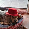 animal, bed, cozy, curly_fur, cute, dog, domestic_animal, glass_door, hat, home, indoor, paw_print, pet, plush_toys, red_hat, relaxed, resting, sleepy, tile_floor, toy