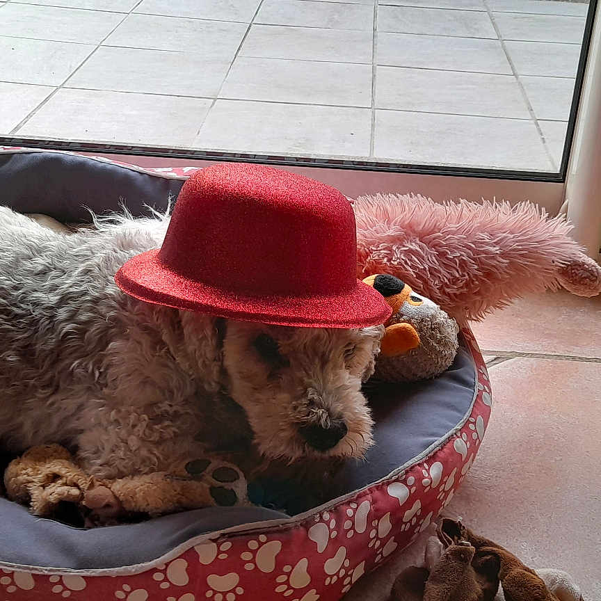 Rigolotte a rejoint le concours — aidez-le/la à gagner de superbes lots ! animal, bed, cozy, curly_fur, cute, dog, domestic_animal, glass_door, hat, home, indoor, paw_print, pet, plush_toys, red_hat, relaxed, resting, sleepy, tile_floor, toy
