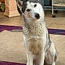dog, husky, siberian_husky, puppy, canine, fluffy, white_fur, gray_fur, blue_eyes, pointed_ears, sitting, head_tilt, portrait, indoor, rug, tile_floor, home, exercise_equipment, curious, pet