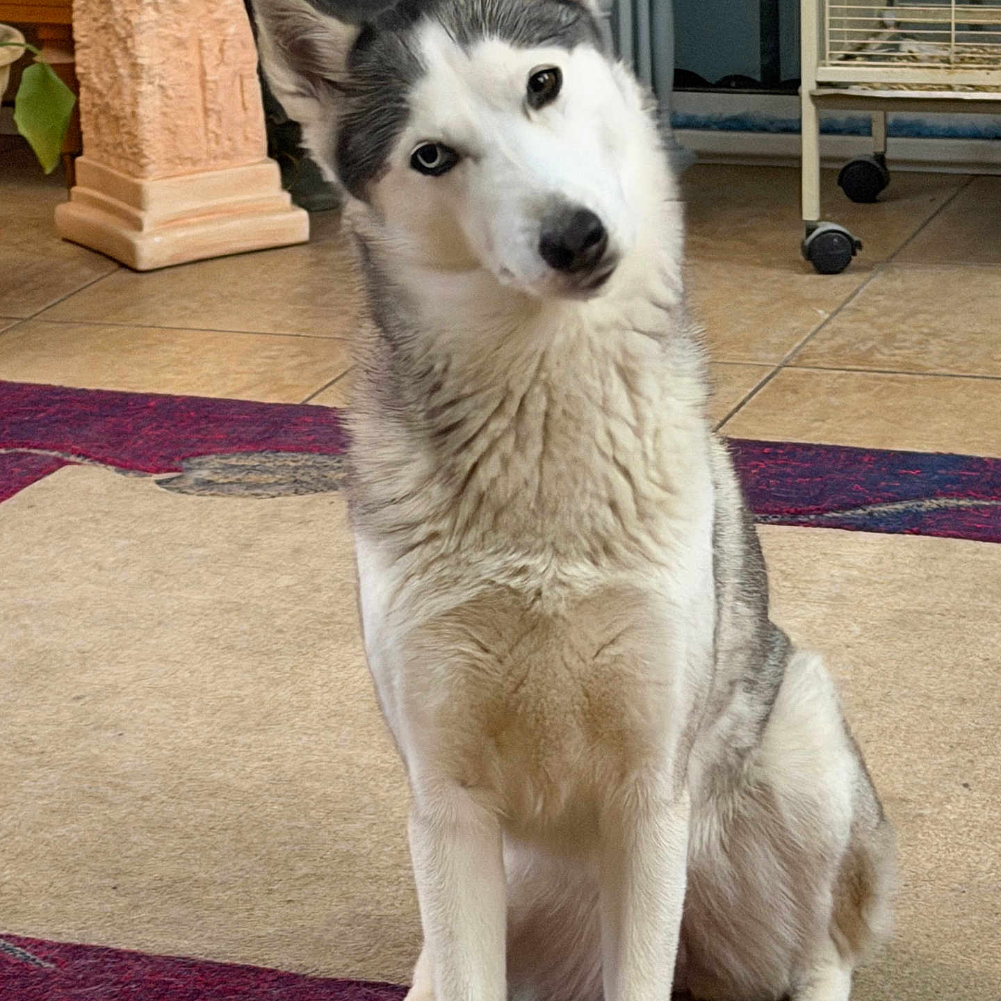 Luna