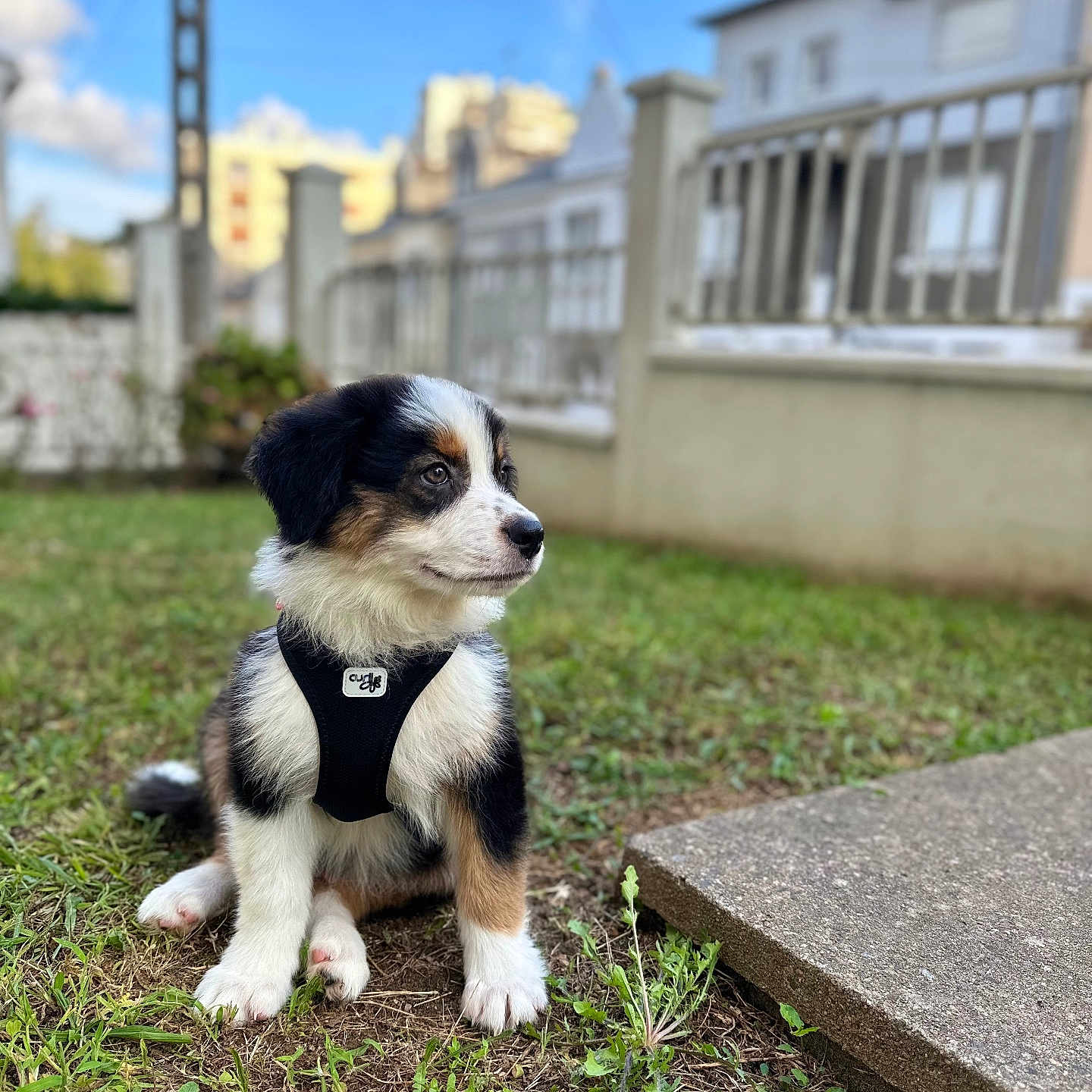 Vito participe au concours pour gagner de l'argent avec cette photo : animal, architecture, backyard, building, canine, city, dog, grass, hound, housing, lawn, nature, neighborhood, officebuilding, outdoors, pet, plant, puppy, shelter, yard