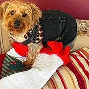 Nala joined the competition — help win amazing prizes! dog, small_dog, pet, clothing, denim, leopard_print, stocking, christmas_stocking, couch, striped_pillow, red_wall, indoor, furniture, animal, cute, cozy, festive, fur, canine, home