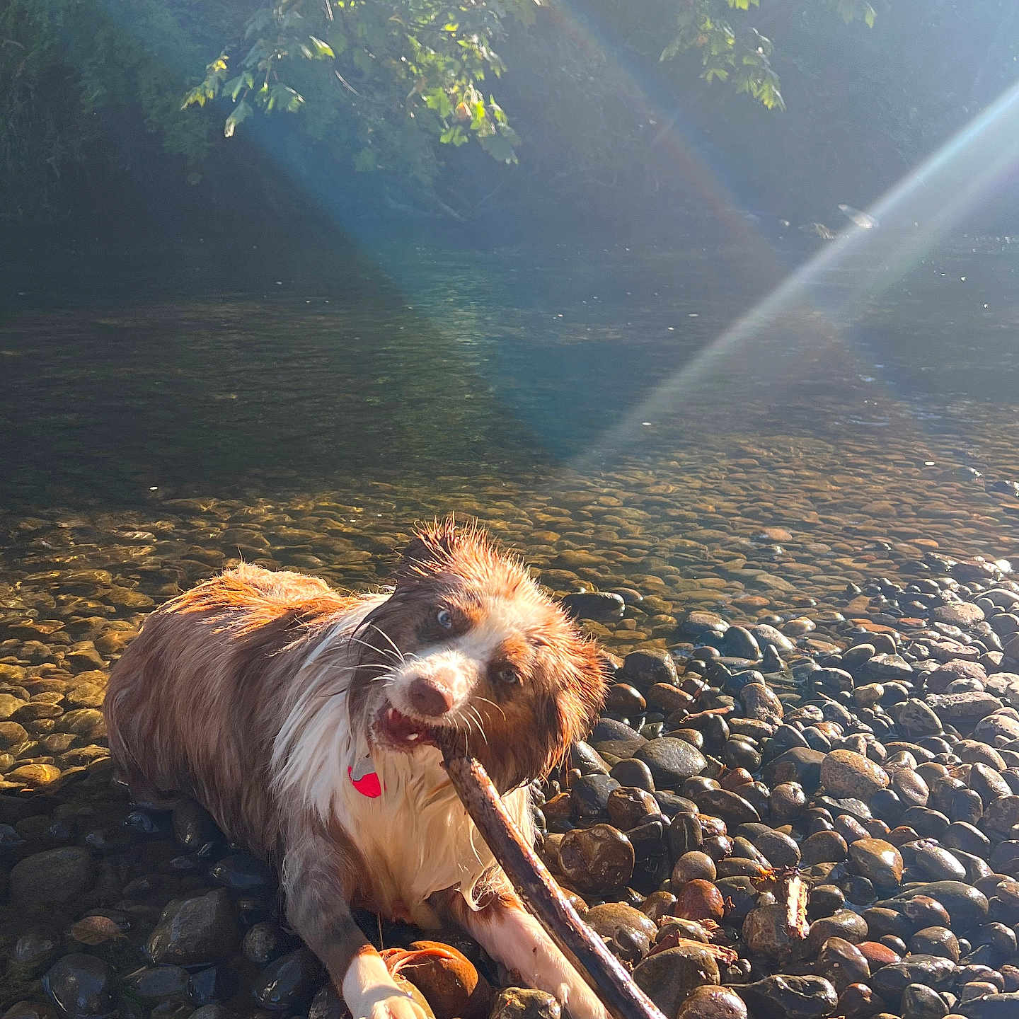 Nova is registered to the contest to win money with this photo: animal, canine, dog, face, flare, light, nature, outdoors, pebble, pet, photography, plant, puppy, road, rock, sky, sunlight, terrier, vegetation, water