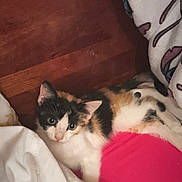 Nala participe au concours pour gagner de l'argent avec cette photo : animal, bed, blanket, calico, cat, comfort, cozy, cute, domestic, feline, fur, home, indoor, kitten, pet, pillow, resting, sleepy, wood, young