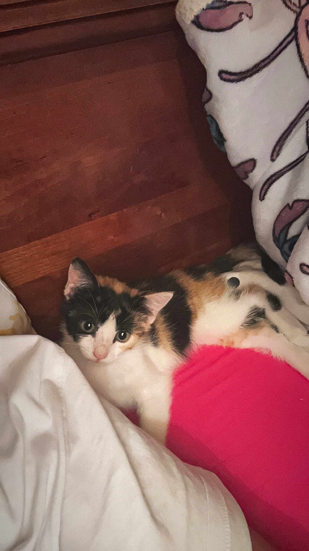 Nala