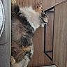 Bloom participe au concours pour gagner de l'argent avec cette photo : cat, calico_cat, fluffy, long_hair, pet, animal, upside_down, lying_down, paws, fur, white_fur, black_fur, orange_fur, relaxed, indoor, furniture, wooden_floor, wood_paneling, couch, funny_pose