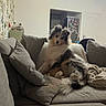 Bloom participe au concours pour gagner de l'argent avec cette photo : dog, sheepdog, shetland_sheepdog, puppy, fluffy, long_hair, tricolor, sitting, sofa, couch, pillows, blanket, living_room, indoor, home, kitchen, refrigerator, magnets, warm_lighting, portrait
