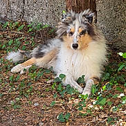 Bloom a rejoint le concours — aidez-le/la à gagner de superbes lots ! dog, shetland_sheepdog, fluffy, long_hair, tricolor, portrait, lying_down, outdoors, nature, forest, tree, ivy, leaves, ground, garden, stone_wall, rustic, animal, pet, cute