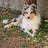 dog, shetland_sheepdog, fluffy, long_hair, tricolor, portrait, lying_down, outdoors, nature, forest, tree, ivy, leaves, ground, garden, stone_wall, rustic, animal, pet, cute