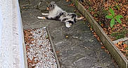 Bloom participe au concours pour gagner de l'argent avec cette photo : autumn, black_and_white, dog, doorway, fallen_leaves, fluffy_dog, garden, gravel, house, landscaping, long_hair, lying_down, outdoor, pathway, paving_stones, pet, plants, potted_plants, relaxed, small_dog