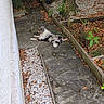 dog, small_dog, fluffy_dog, black_and_white, long_hair, lying_down, relaxed, outdoor, garden, pathway, paving_stones, gravel, plants, potted_plants, fallen_leaves, autumn, house, doorway, landscaping, pet
