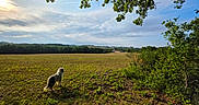 Bloom participe au concours pour gagner de l'argent avec cette photo : dog, canine, animal, outdoors, countryside, landscape, field, farmland, grass, trees, branches, foliage, sky, clouds, horizon, rural, village, sunlight, nature, scenic
