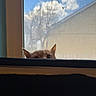 Brutis joined the competition — help win amazing prizes! animal, background, blue_sky, cat, clouds, curious, daylight, ears, eyes, feline, home, indoor, peeking, pet, screen, silhouette, sky, soft_light, tree, window