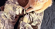 Brutis is registered to the contest to win money with this photo: animal, camo_pattern, cargo_shorts, casual, cat, closeup, clothing, curious, domestic_cat, ears, fabric, indoor, looking_up, orange_cat, paws, pet, sitting, soft_fur, texture, whiskers