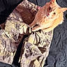 animal, camo_pattern, cargo_shorts, casual, cat, closeup, clothing, curious, domestic_cat, ears, fabric, indoor, looking_up, orange_cat, paws, pet, sitting, soft_fur, texture, whiskers